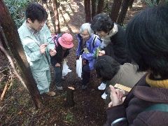 天然生ヒノキの年輪を数える