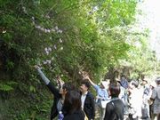 モチツツジの説明