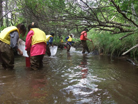 森林域の河川に棲む生物を観察しました