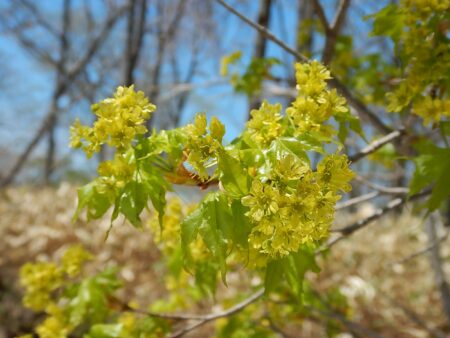 イタヤカエデの花