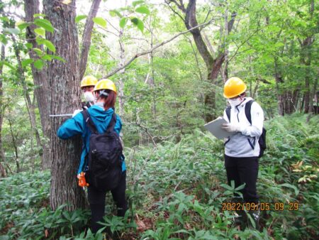 毎木調査(胸高直径測定)する様子