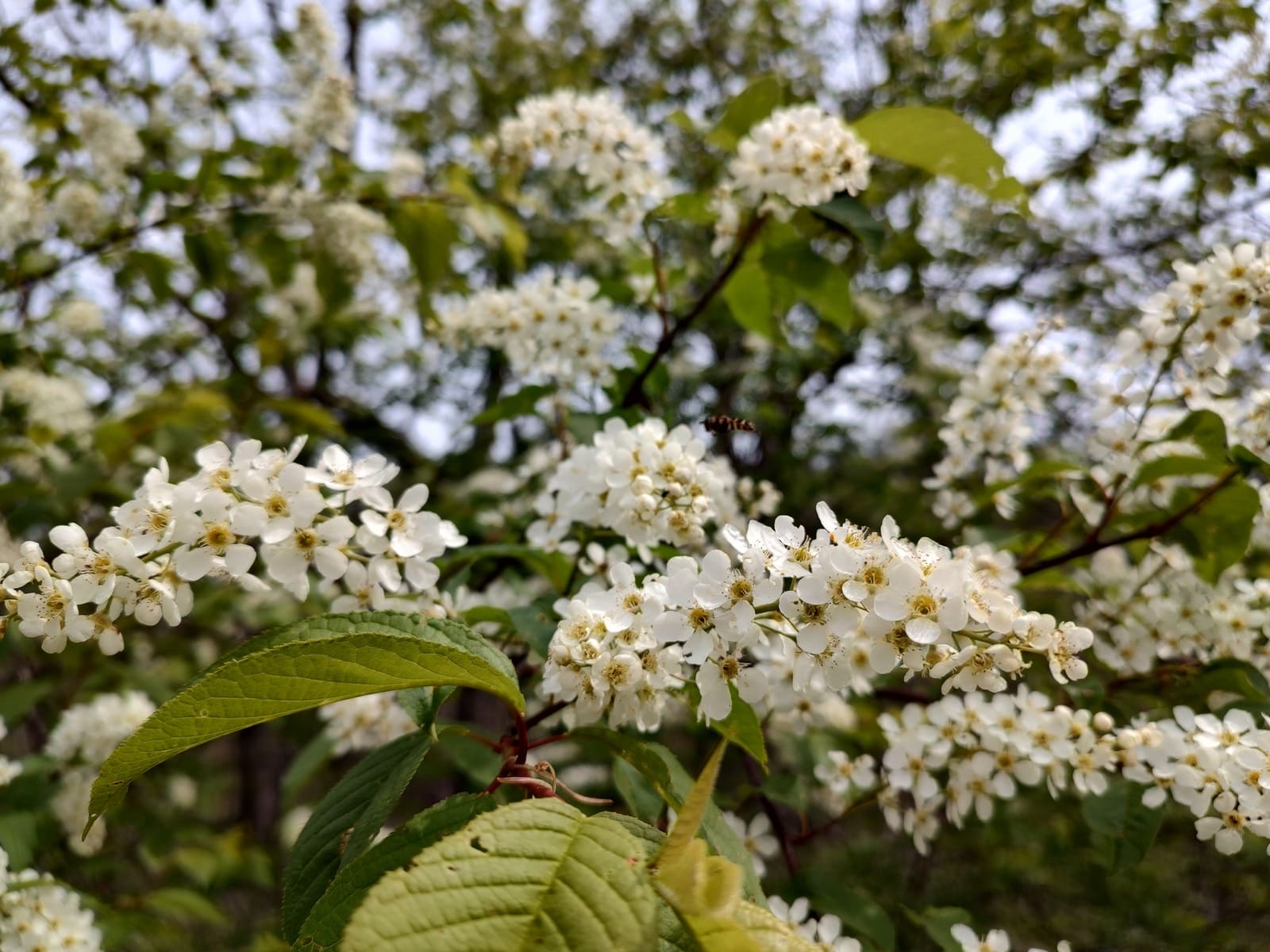 IMG_20230518_092149809_HDR.jpg