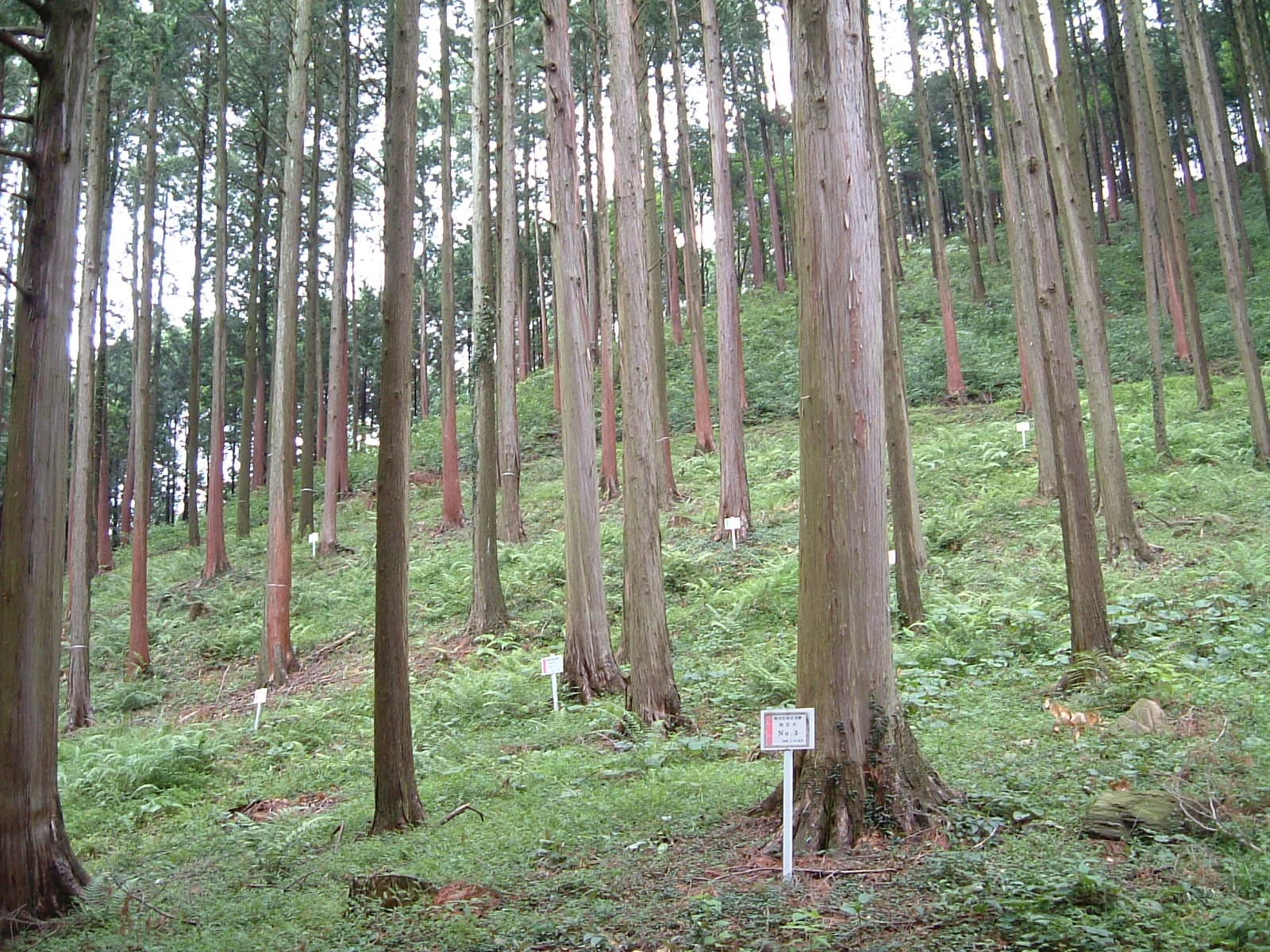 ltr5-5 takeuchi2