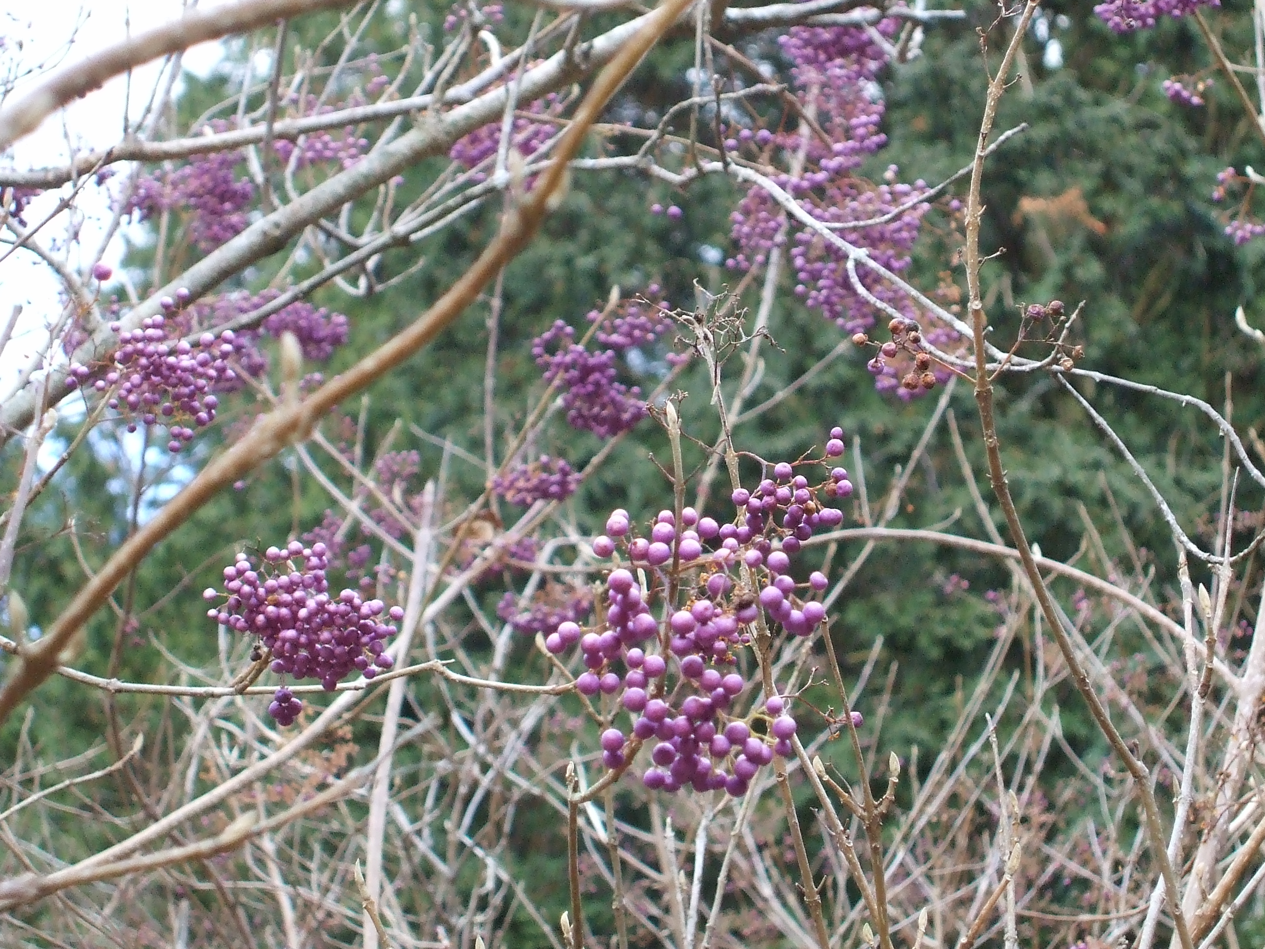 2008_01182007akita0028