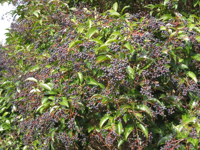 tokuyama19-2