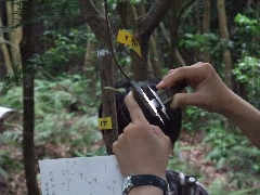 小径木はノギスを使い測定
