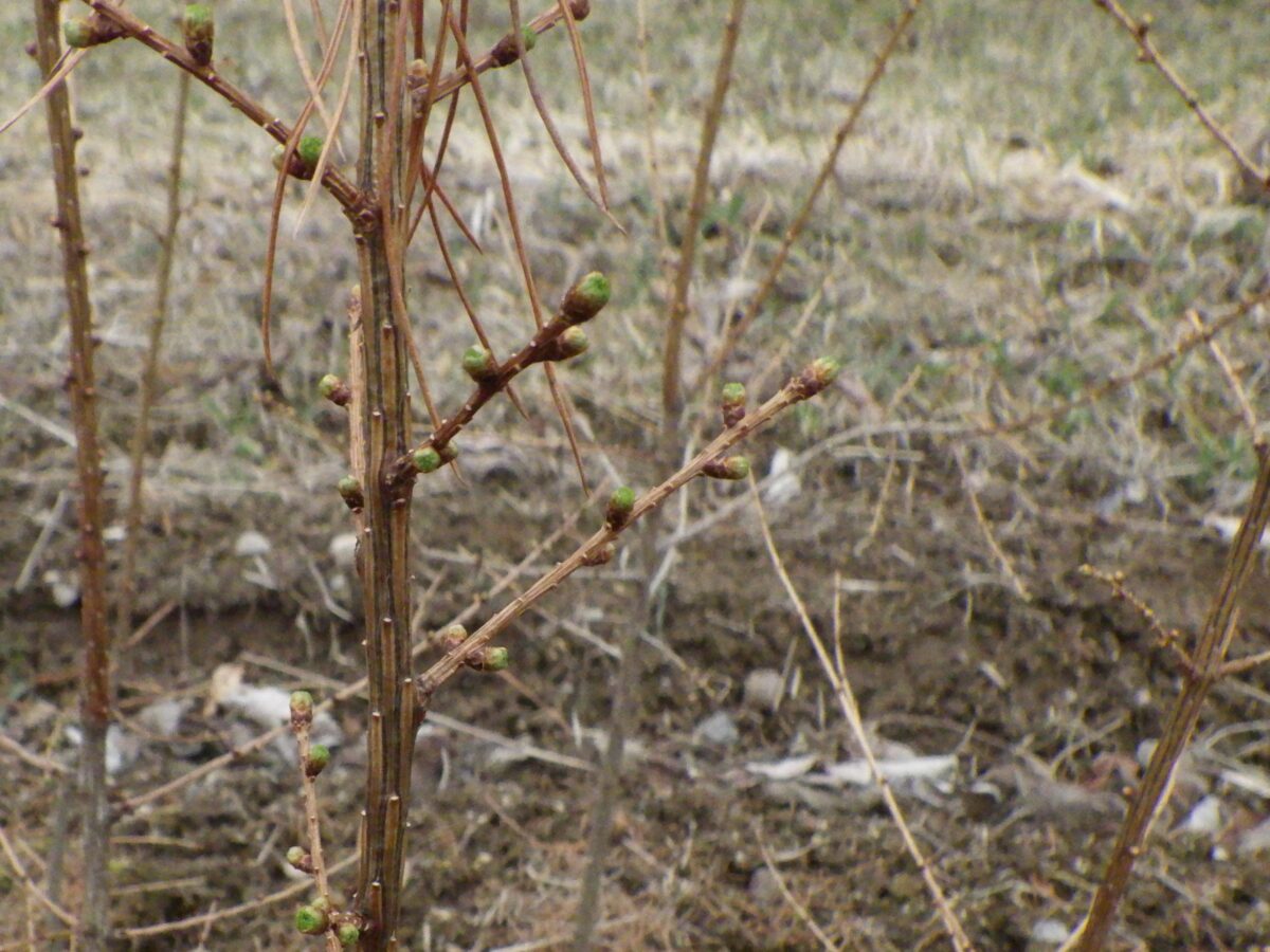 クリーンラーチの芽