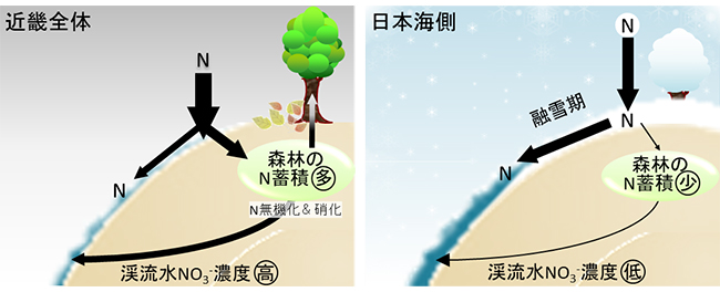 森林渓流水の硝酸濃度を決定する環境要因を広域スケールで解明 －機械学習により視覚化－ Environmental factors regulating stream nitrate concentrations at baseflow condition in a large region encompassing a climatic gradient. Hydrological Processes.