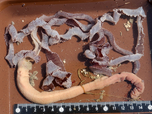 サナダユムシの本体、88年ぶりに採集成功 －干潟の深い巣穴に住む世界最大のユムシ－ Giant spoon worms pumped out of their deep burrows: First collection of the main bodies of Ikeda taenioides (Annelida: Thalassematidae: Bonelliinae) in 88 years.