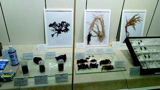 瀬戸臨海実験所特別企画展「西之島探検展」