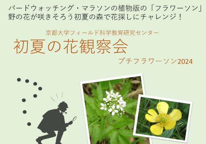 北海道研究林標茶区「初夏の花観察会」プチフラワーソン2024
