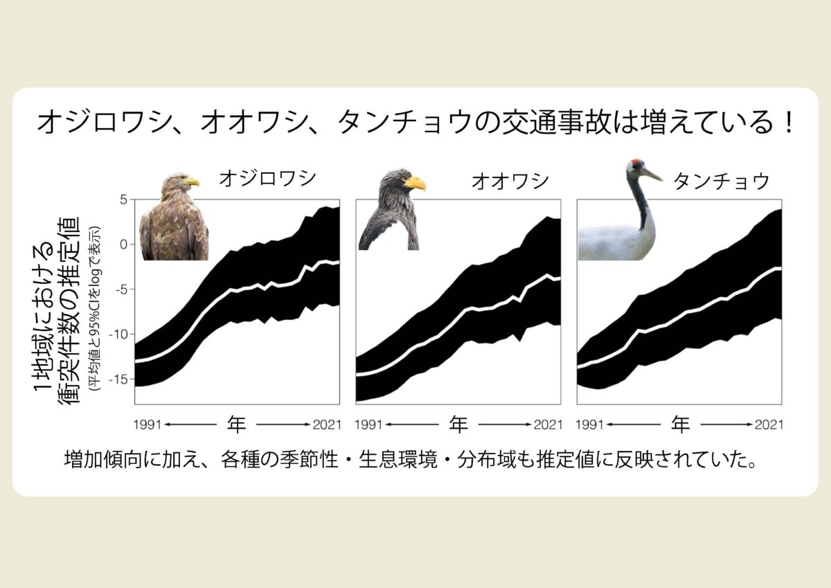 希少鳥類の交通事故発生パターンの推定 ―長期データと状態空間モデルを用いた解析―