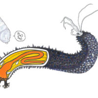 ねばねばナマコは新発見がいっぱい―ニセクロナマコの体内外に寄生するセトモノガイ― Co-Occurrence of Gastropods of the Genus Melanella (Mollusca: Eulimidae) Parasitizing the Black Sea Cucumber Holothuria leucospilota in Central Japan: Implications for Their Geographic Distribution and Parasitic Ecology.