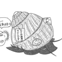 幼生は知っている―動物体表性カサガイの浮遊幼生に見られた着底基質選好性― Selective Settlement of the Planktonic Larvae of the Epizoic Limpet Lottia tenuisculpta (Patellogastropoda: Lottiidae).