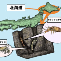 日本初記録のカクレテッポウエビモドキおよびアナジャコ共生者相の整理 The first record of Betaeus levifrons (Decapoda: Caridea: Alpheidae) from the Pacific Coast of Japan, with remarks on symbiosis with Upogebia major