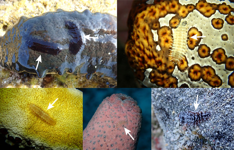 宿主変われば色変わる―ナマコ寄生性ゴカイ類のカモフラージュ― Host specific camouflage in a holothurian-ectoparasitic scale worm: testing the host-race hypothesis using COI and genome-wide SNP data