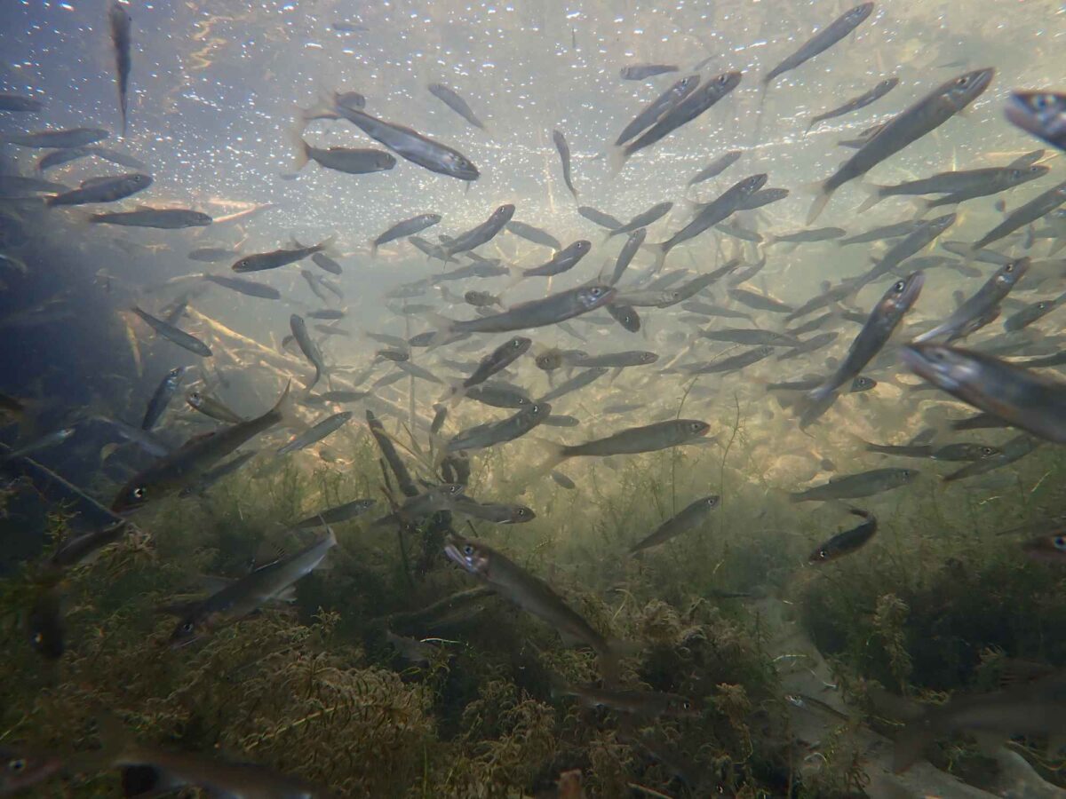伊佐津川水域での環境DNA調査