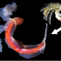 ヤドカリの体内に寄生するカニヤドリムシの日本初記録および新属新種記載―日本初のヤドカリ寄生カニヤドリムシ―　A new genus and new species of endoparasite (Isopoda, Entoniscidae, Diogenioninae) from the hermit crab Diogenes izanamiae in southwestern Japan.