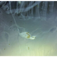 クラゲに寄生するフジツボのなかま―クラゲエボシの生態と進化の道すじ―　Phylogenetic position of the jellyfish-parasitising stalked barnacle Alepas pacifica (Cirripedia, Lepadoidea, Heteralepadidae) and its feeding on the host’s tentacles