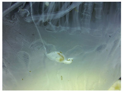 クラゲに寄生するフジツボのなかま―クラゲエボシの生態と進化の道すじ―　Phylogenetic position of the jellyfish-parasitising stalked barnacle Alepas pacifica (Cirripedia, Lepadoidea, Heteralepadidae) and its feeding on the host’s tentacles