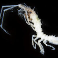 熊野灘深海から新種のオニナナフシを発見　A new species of Litarcturus Brandt, 1990 (Crustacea: Isopoda: Valvifera: Antarcturidae) from central Japan