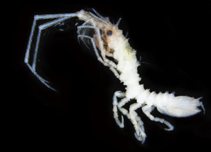 熊野灘深海から新種のオニナナフシを発見　A new species of Litarcturus Brandt, 1990 (Crustacea: Isopoda: Valvifera: Antarcturidae) from central Japan