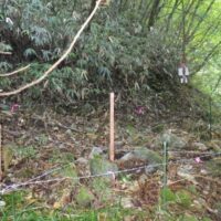 長野県木曽地域のツキノワグマの遺伝的多様性と遺伝構造を解析　Local Genetic Diversity and Structure of Asian Black Bear, Ursus thibetanus, Populations in Nagano, Japan