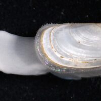 紀伊半島の干潟から新種の二枚貝―ホシムシに共生する貝における隠れた種分化―　Cryptic speciation and latitudinal genetic differentiation in sipunculan-commensal bivalves with exceptionally large larval shells: the Planktomya amamiensis species complex (Galeommatidae)