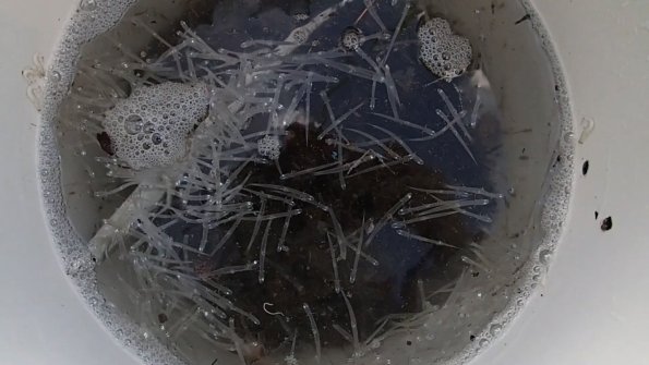 学生実習 (4) 底生生物採集3