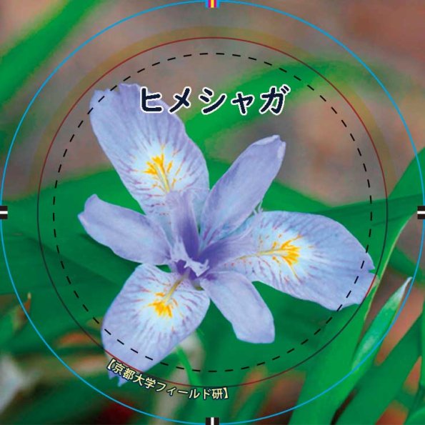 01himeshage-44mm