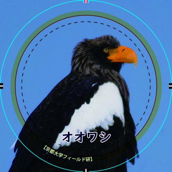 08_owashi-44mm