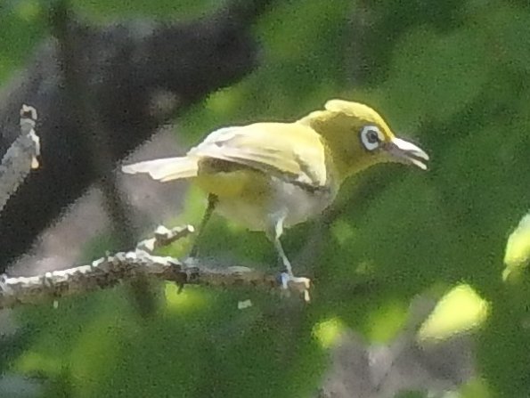 nl49_kami06