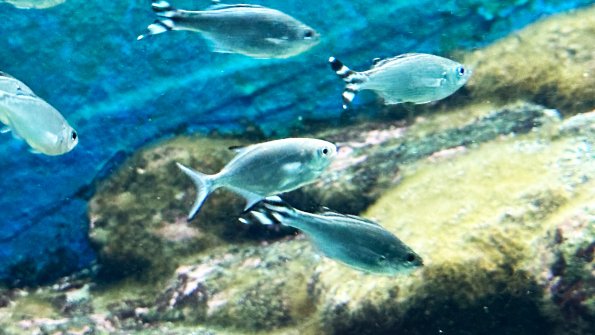nl63_seto01