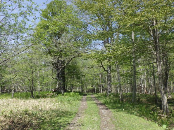 nl66_hokkaido18