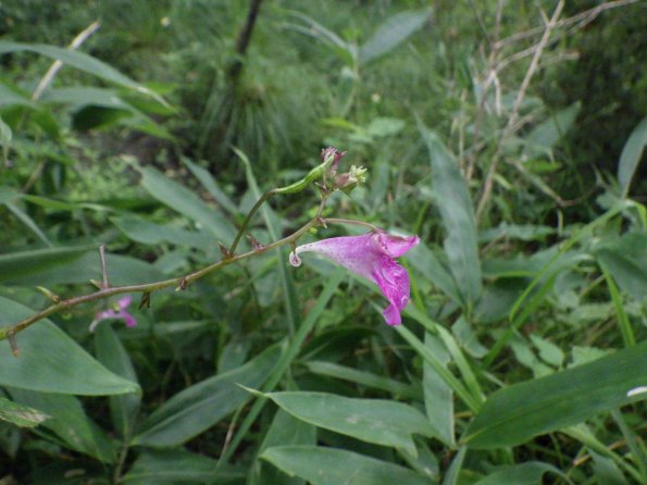 nl67_hokkaido05