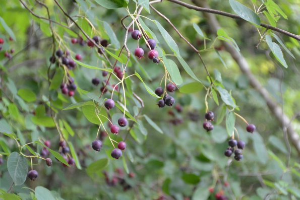 nl67_kamigamo03