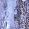 nl68_hokkaido06