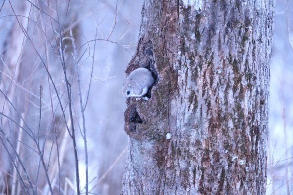 nl68_hokkaido06