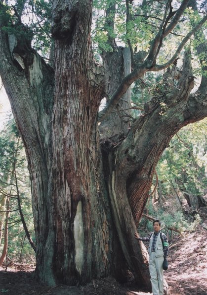 asiu2003_daisugi