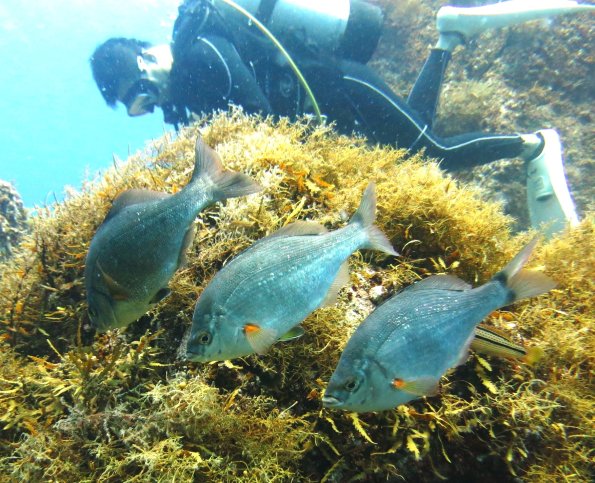 130717ウミタナゴ