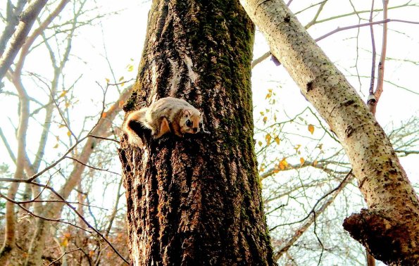 TOPICS2026_hokkaido_ezoflyingsquirrels