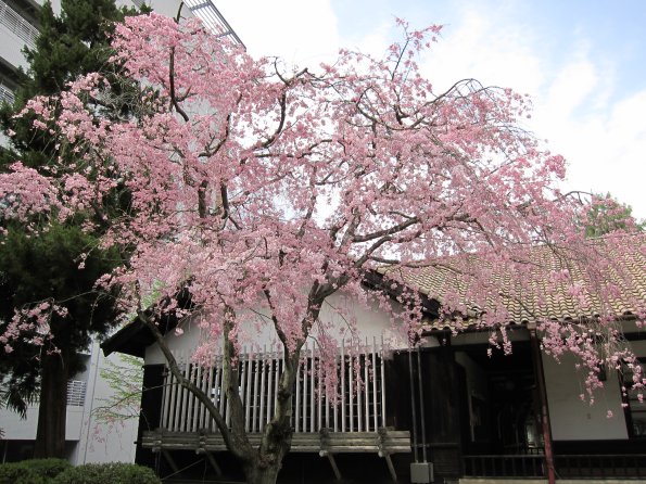 topics_kitashirakawa
