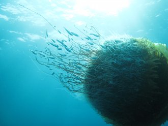 クラゲと魚のつながりをフィールドからさぐる 京大フィールド研