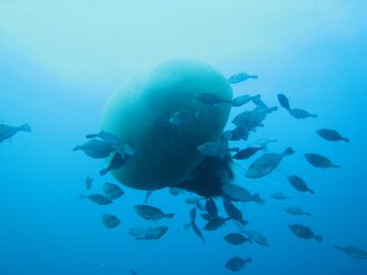 クラゲと魚のつながりをフィールドからさぐる 京大フィールド研