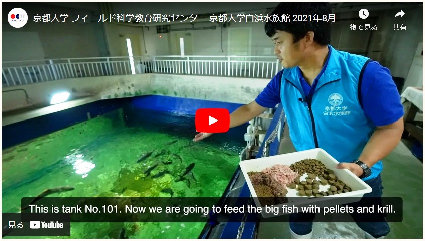 白浜水族館 解説ツアーの映像